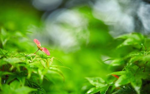 ecovadis认证咨询 ecovadis认证咨询